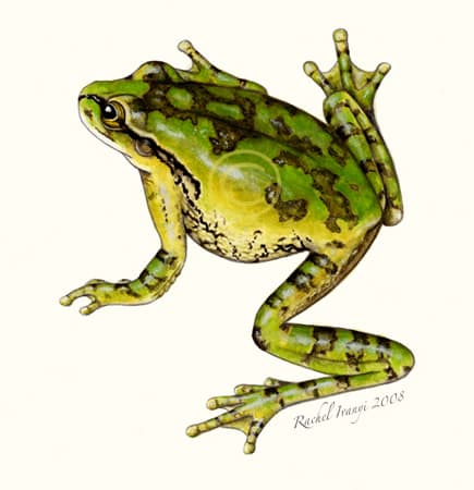 Mexican Tree Frog by Rachel Ivanyi, AFC 