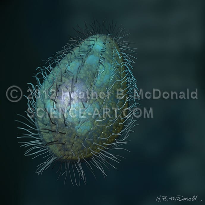 Swimming ciliate by Heather McDonald 