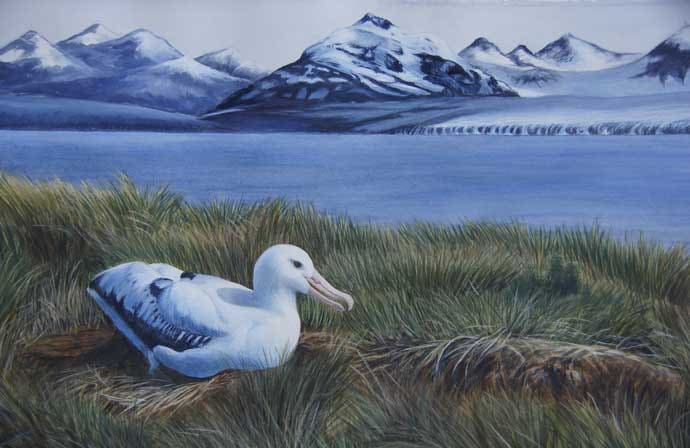 Wandering Albatross by Dorie Petrochko 