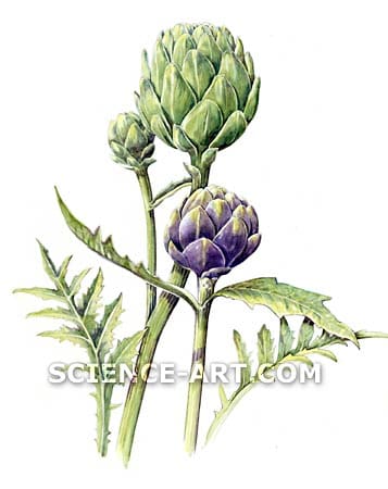 New Globe and Purple Romagna Artichokes by Marjorie Leggitt 