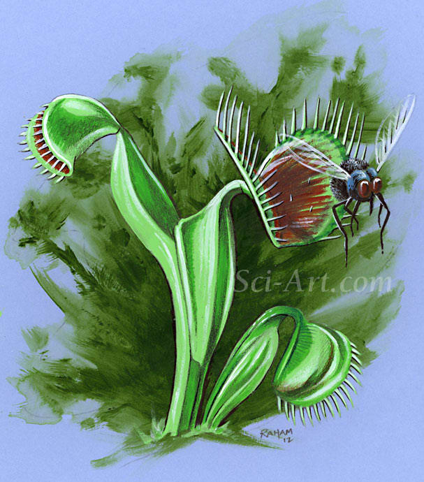 Venus Flytrap by R. Gary Raham 