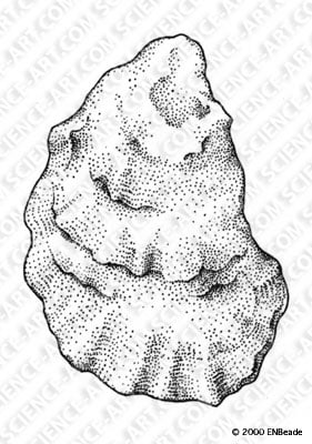 Common Oyster shell drawing by Erica Beade 