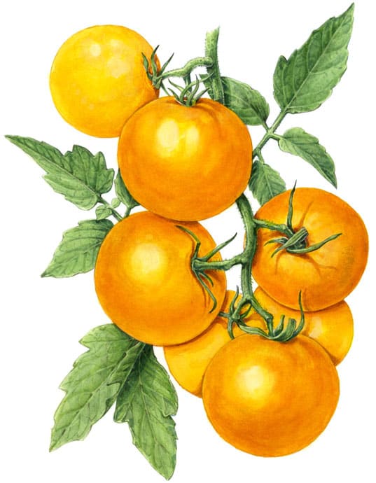 Golden Jubilee Tomato by Marjorie Leggitt 