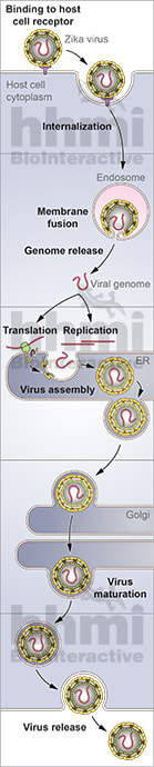 Zika virus life cycle by Heather McDonald 