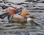 Mandarin Duck by Dorie Petrochko 