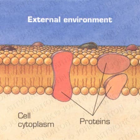 Cell Membrane Illustration by John Norton 