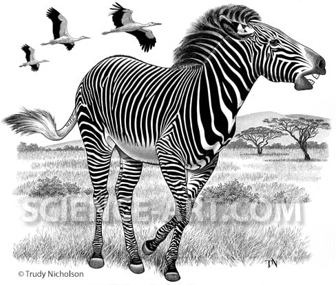 Grevy's Zebra (Equus grevy) by Trudy Nicholson 