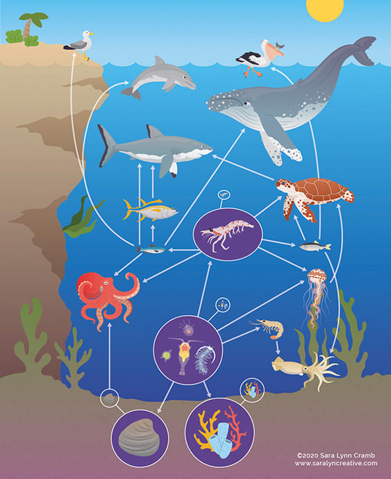 Marine Food Web by Sara Cramb 
