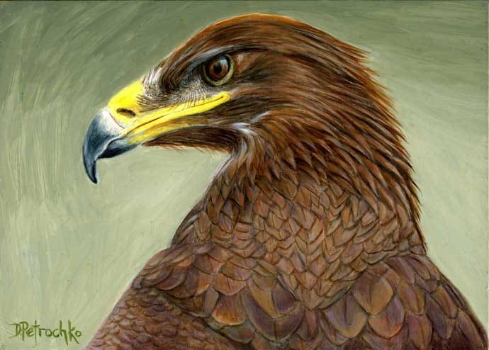 Golden eagle by Dorie Petrochko 