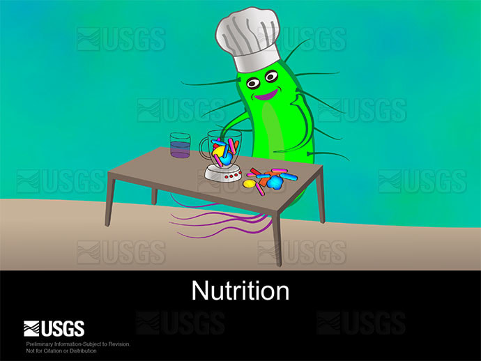 Bacteria role in coral nutrition by Betsy Boynton 