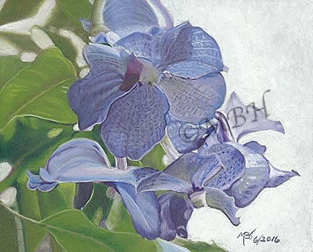 Minnesota Zoo Orchid Study by MaryBeth Hinrichs 