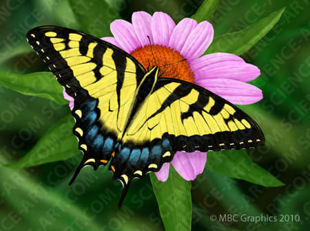 Eastern Tiger Swallowtail on Coneflower by Erica Beade 