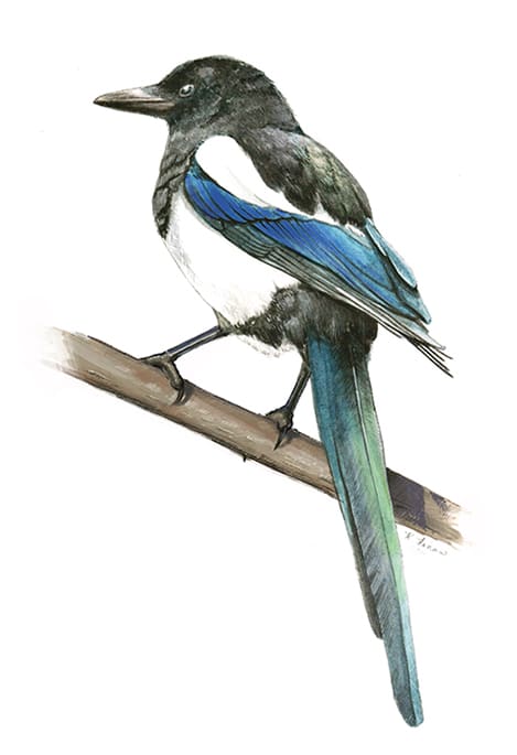 Black-billed Magpie by Kelly Finan 