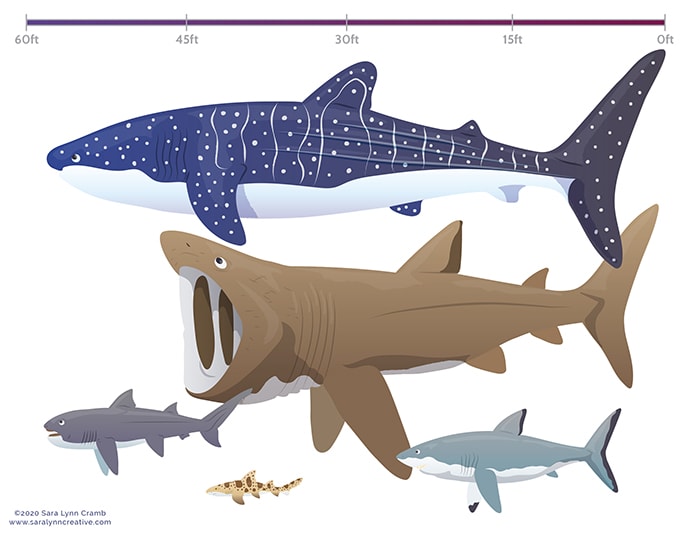 Shark Size Chart by Sara Cramb 