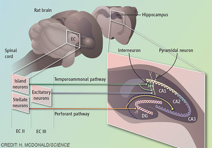 Island cell neurons and memory by Heather McDonald 