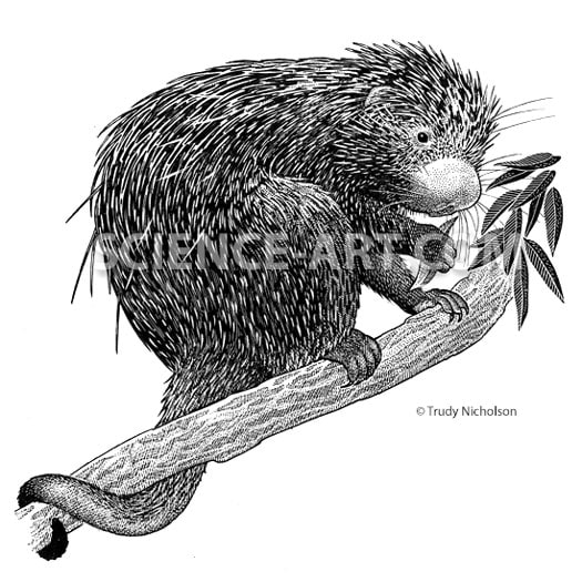 Prehensile-tailed Porcupine by Trudy Nicholson 