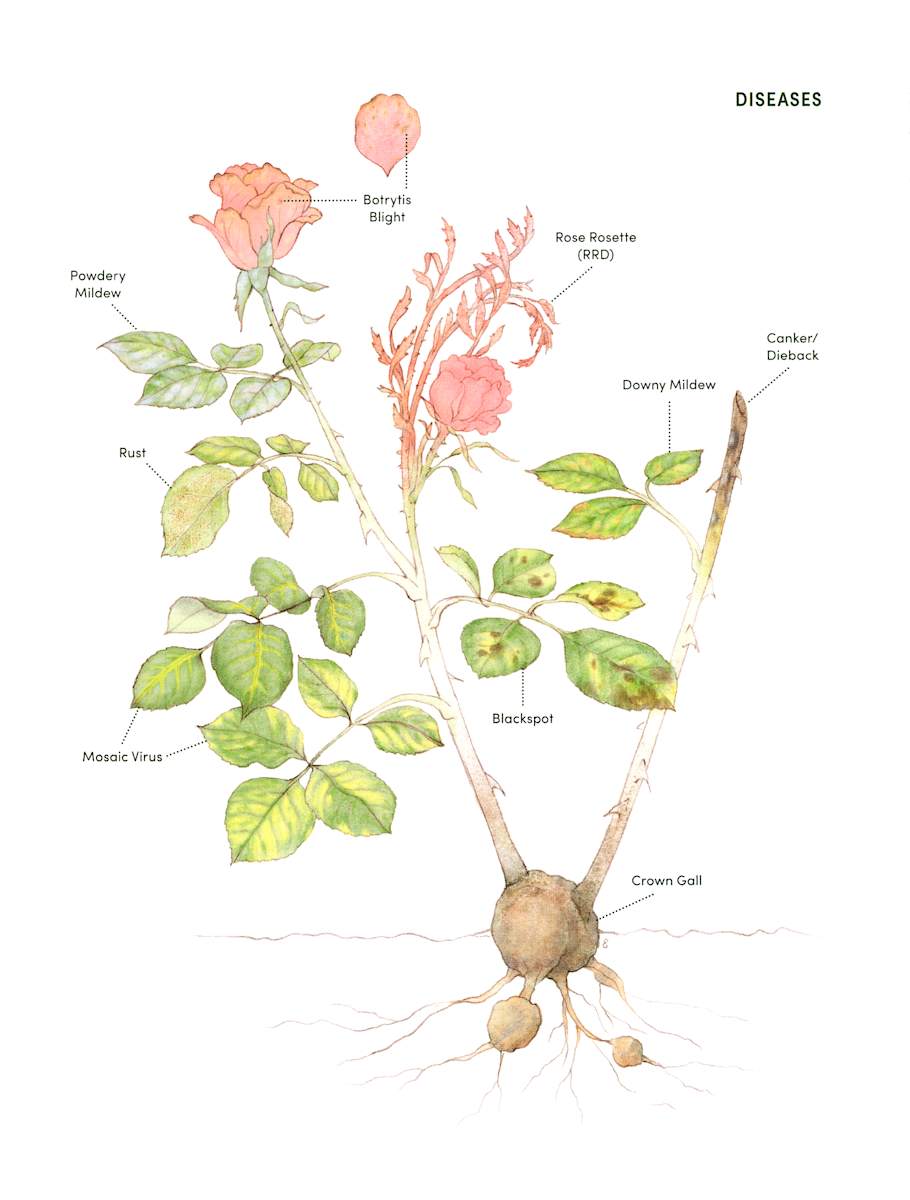 Garden Roses: Common Rose Diseases by Erin Ellis 