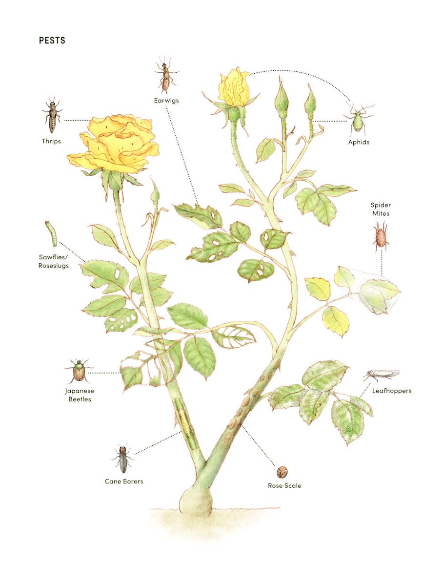 Garden Roses: Common Rose Pests by Erin Ellis 