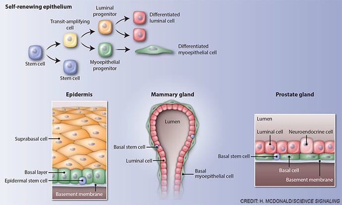 Stem cells in epithelia by Heather McDonald 