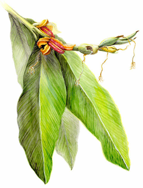 Java ginger botanical watercolor by Mesa Schumacher 