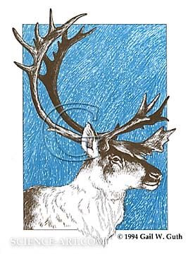 Reindeer by Gail Guth 