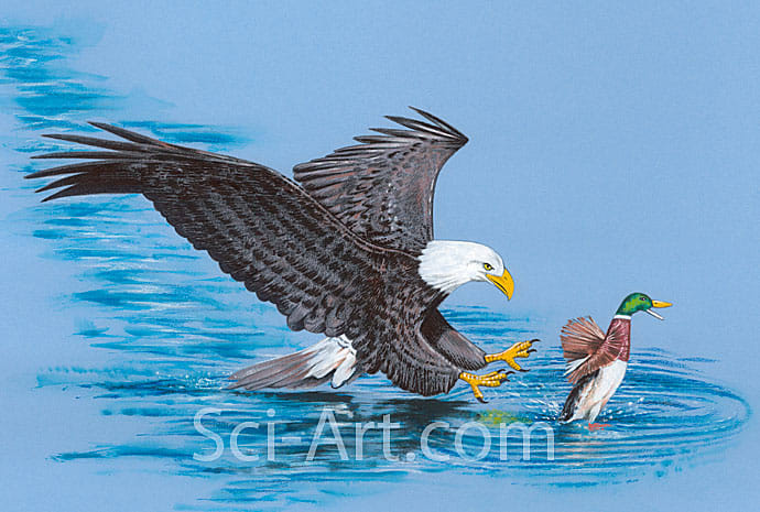 Bald Eagle and Mallard by R. Gary Raham 