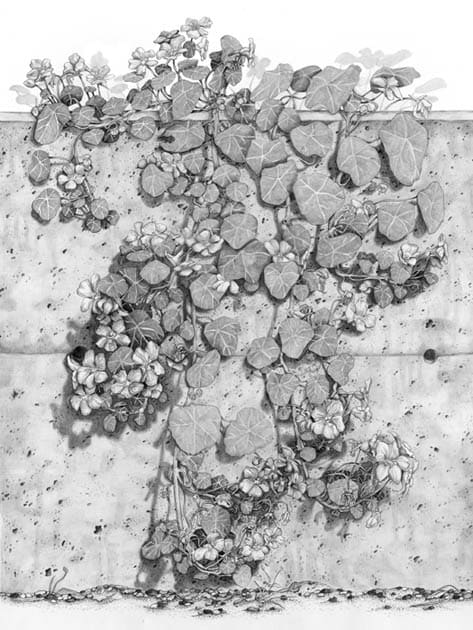 Nasturtium botanical illustration by Mesa Schumacher 
