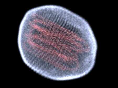 Flu Virus Particle by Dr Jon Heras 
