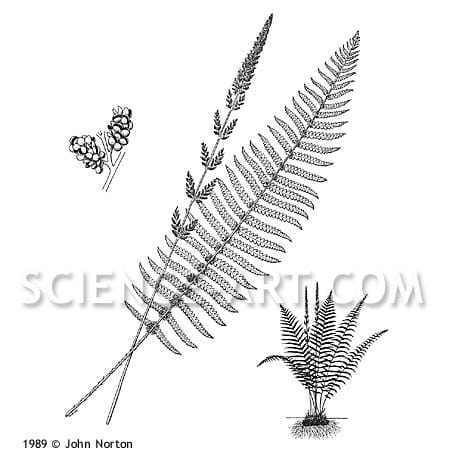 Fern Habitus by John Norton 