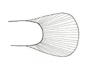 Rounded Caudal (Tail) Fin by Kelly Finan 