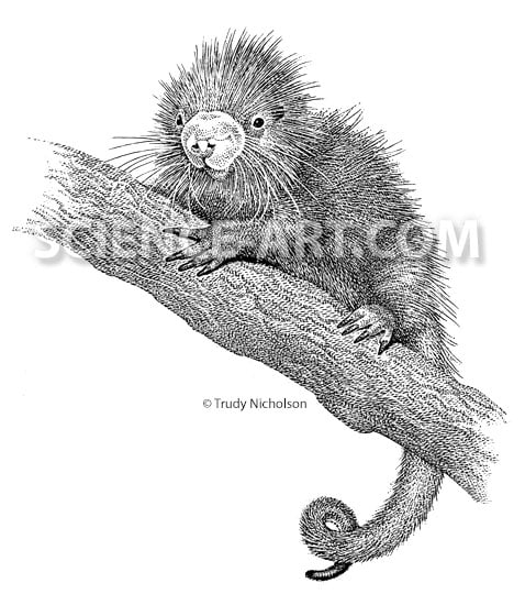 Infant Prehensile-tailed Porcupine by Trudy Nicholson 