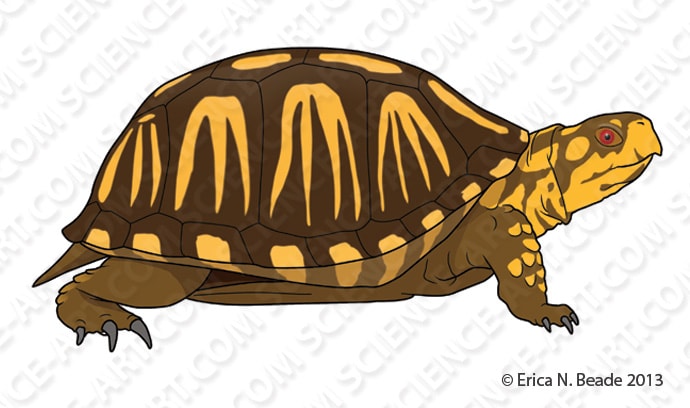 Eastern Box Turtle Illustration by Erica Beade 