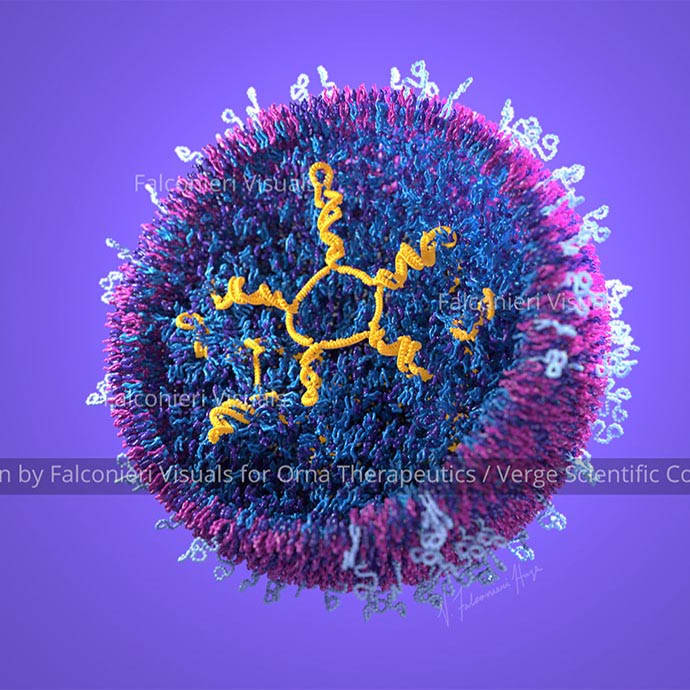 Lipid Nanoparticle (LNP) and circular RNA by Veronica Falconieri Hays 