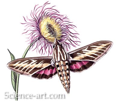 Sphinx Moth and Thistle by Rachel Ivanyi, AFC 