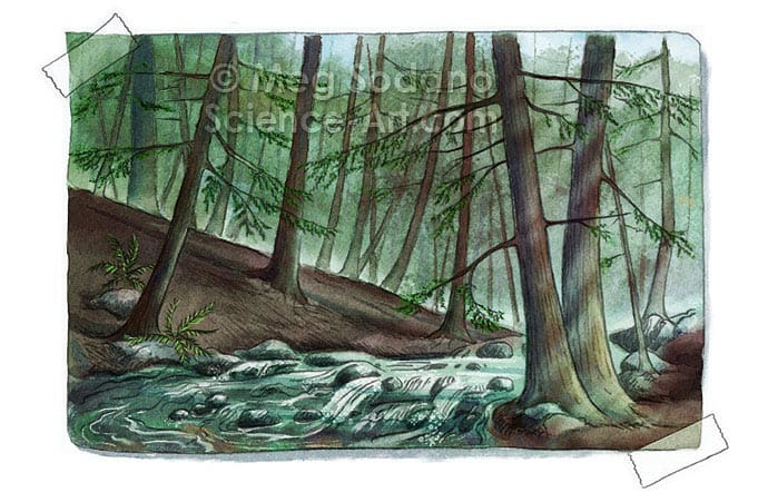 Healthy Hemlock Forest by Meg Sodano 