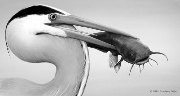 Great Blue Heron and Catfish (Ardea herodias) by Erica Beade 