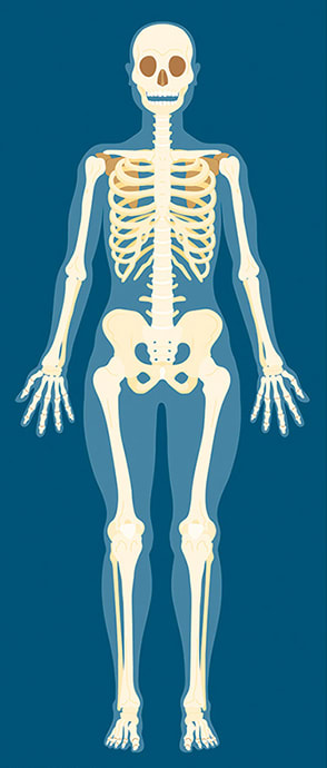 skeletal system by Sara Cramb 