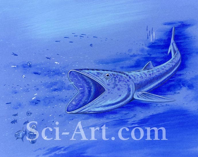 Rhinconichthys by R. Gary Raham 