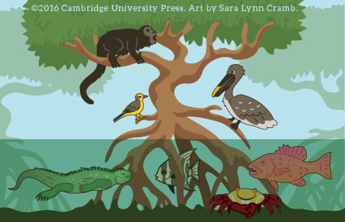 Mangrove Forest Wildlife Diagram by Sara Cramb 