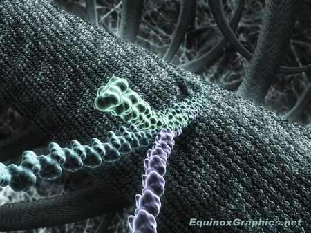 Collagen Fibres by Dr Jon Heras 