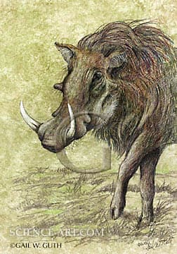 Warthog by Gail Guth 