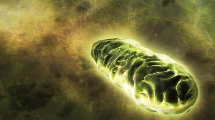 Mitochondrion by Dr Jon Heras 