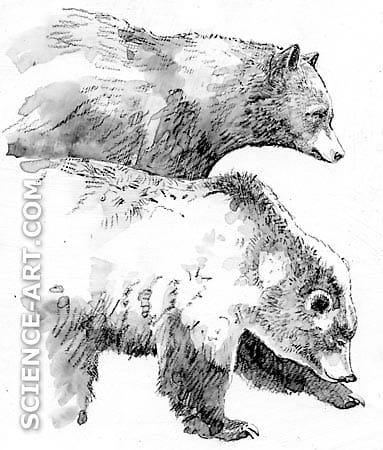 Black Bear and Grizzly Bear in Yellowstone by Marjorie Leggitt 