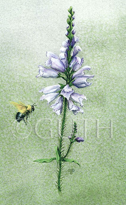 Bee and physostegia by Gail Guth 