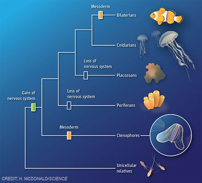 Ctenophore genome: Clues to animal evolution by Heather McDonald 