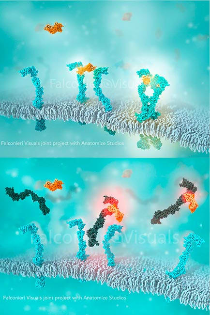 Receptor Tyrosine Kinase Flt-1 binds ligand by Veronica Falconieri Hays 