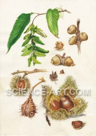 Nuts Quercus Fagus Carpinus Asculus Castinea by Richard Rauh 