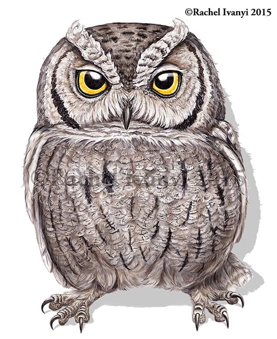 Screech owl by Rachel Ivanyi, AFC 