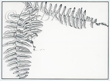 Nephrolepis exaltata Bostoniensis by MaryBeth Hinrichs 