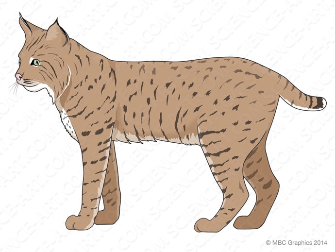 Bobcat (Lynx rufus) by Erica Beade 